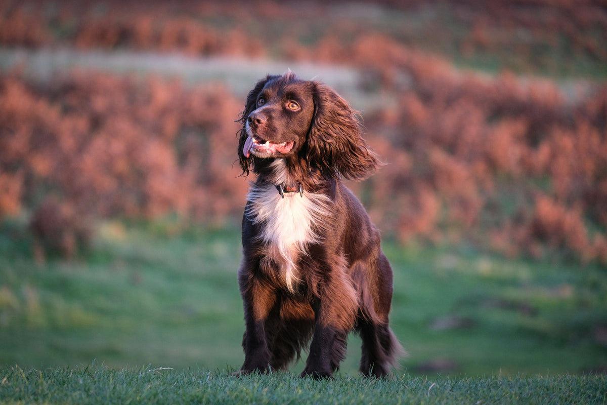 Cocker Spaniel Daily Care: The Complete Guide to Preventing Ear, Coat, and Joint Problems Before They Start