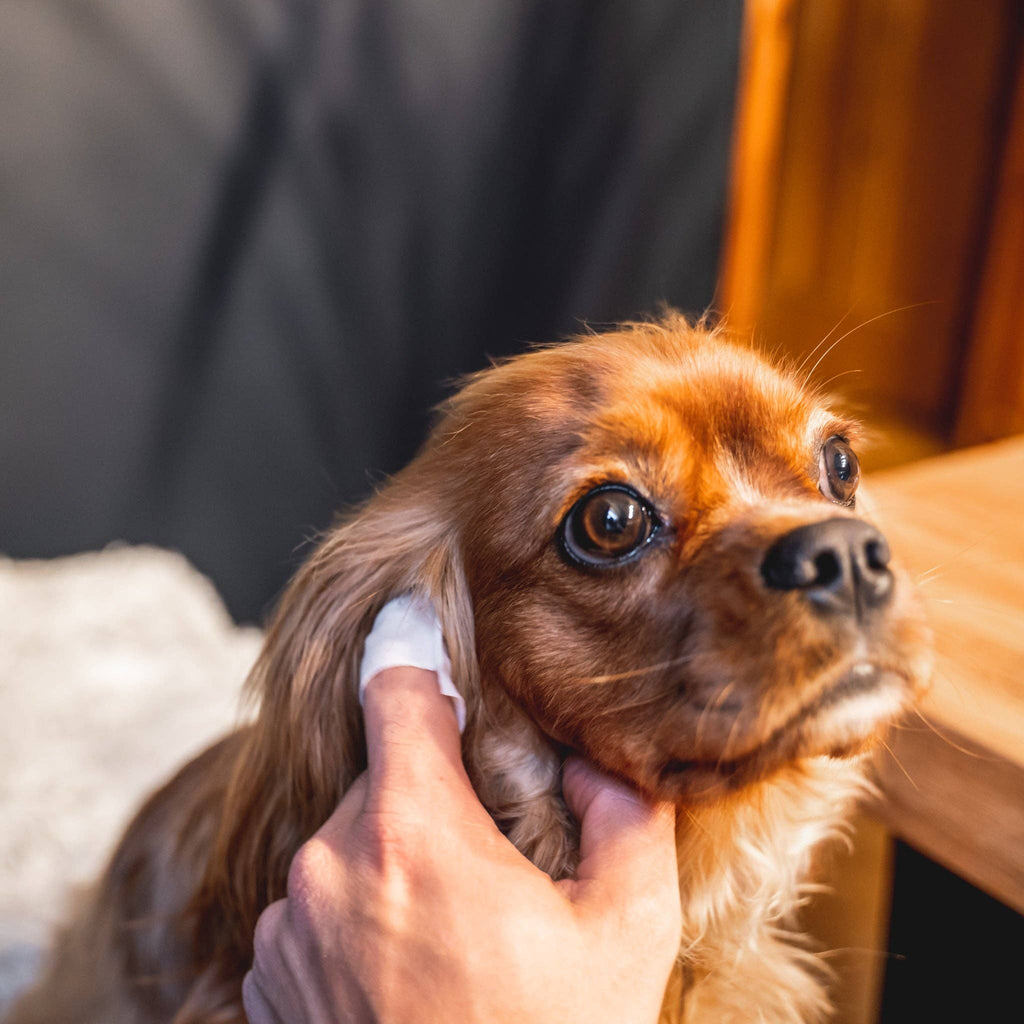 Oorreinigingsdoekjes voor Honden